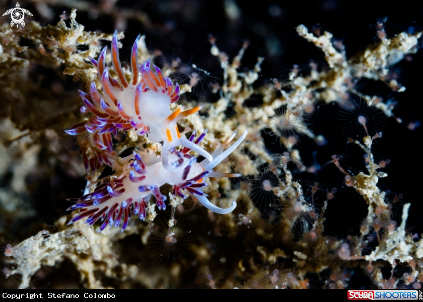 A Cratena Peregrina