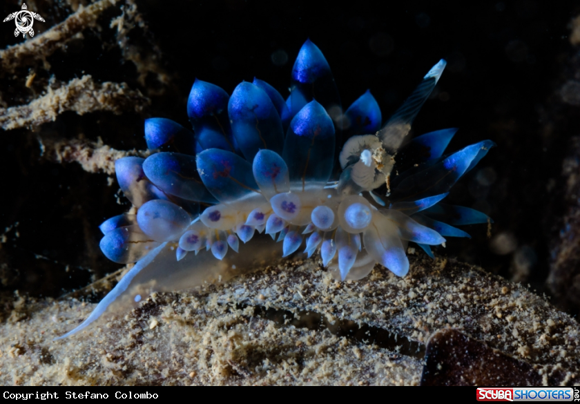 A Janolus cristatus