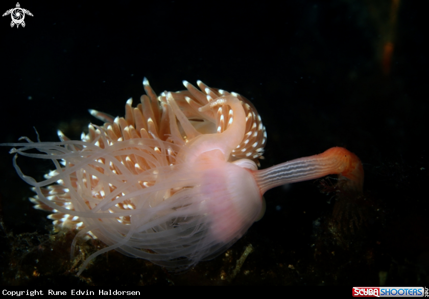 A Facelina bostoniensis