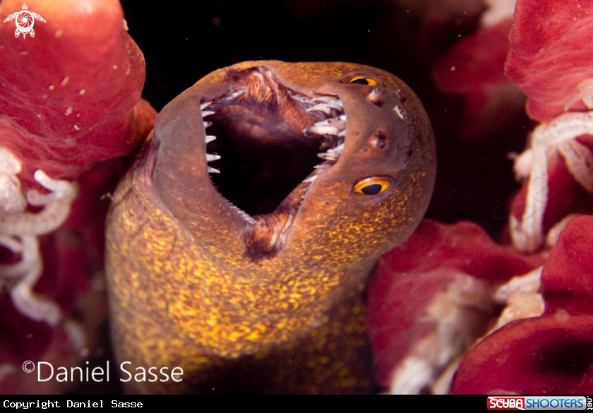 A Yellow-edged moray