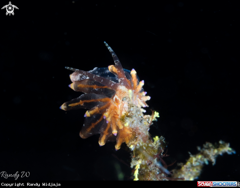 A Nudibranch