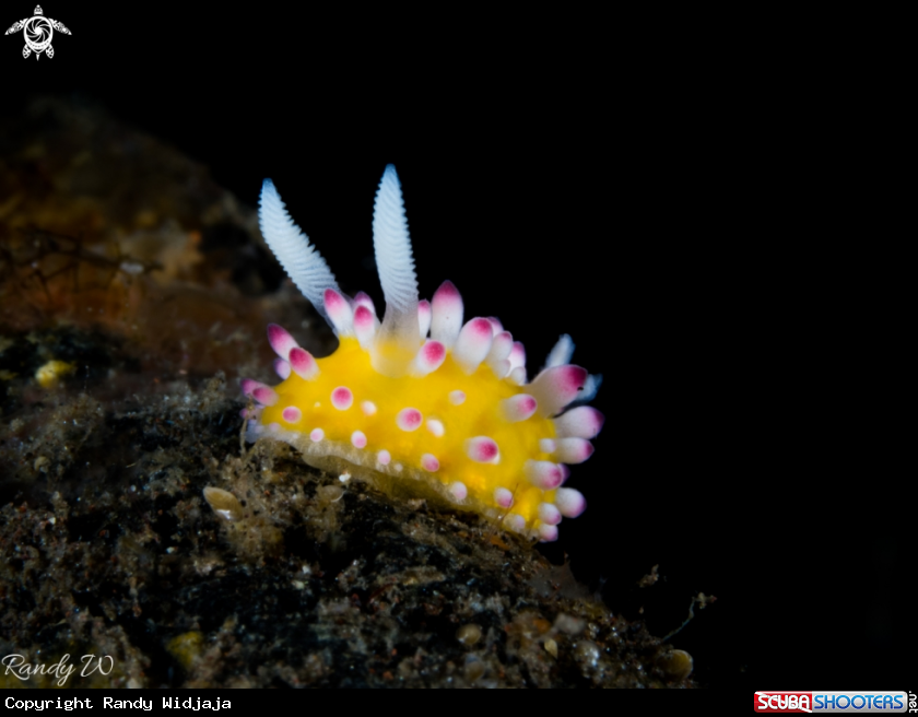 A Nudibranch