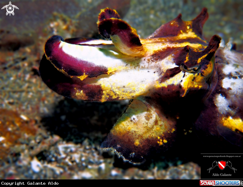 A Flamboyant Cuttlefish