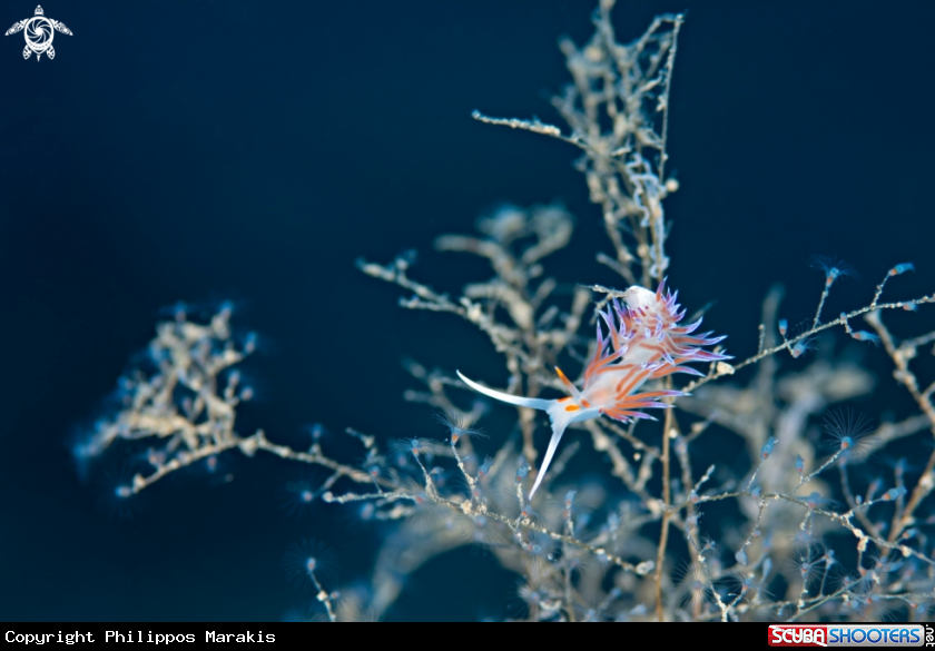 A Nudibranch