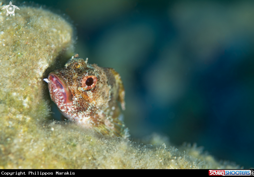 A Scorpion fish