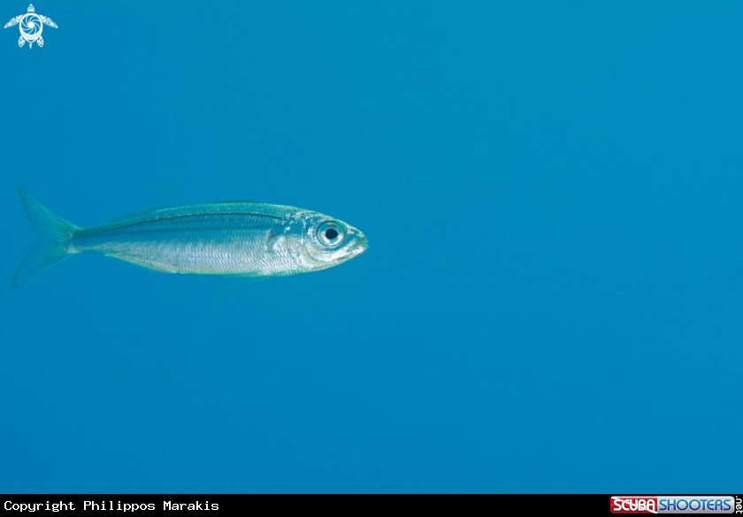 A fish