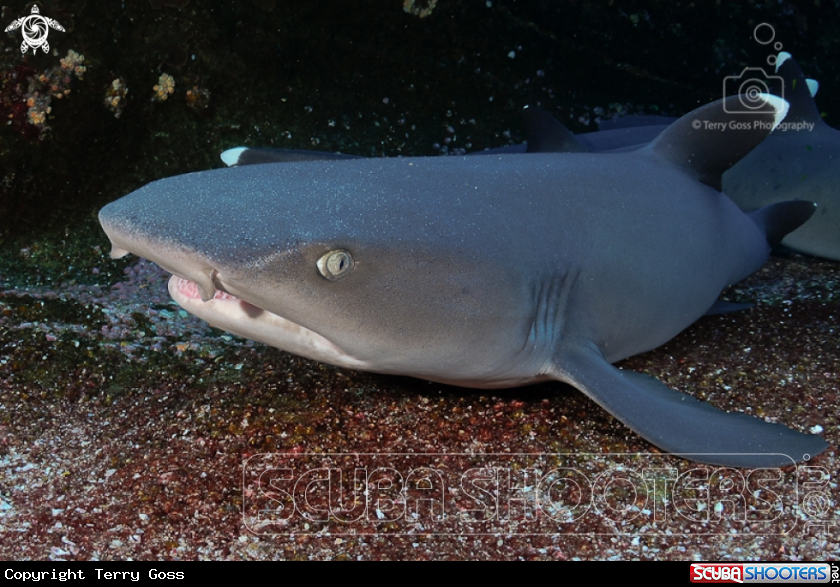 A whitetip reef shark