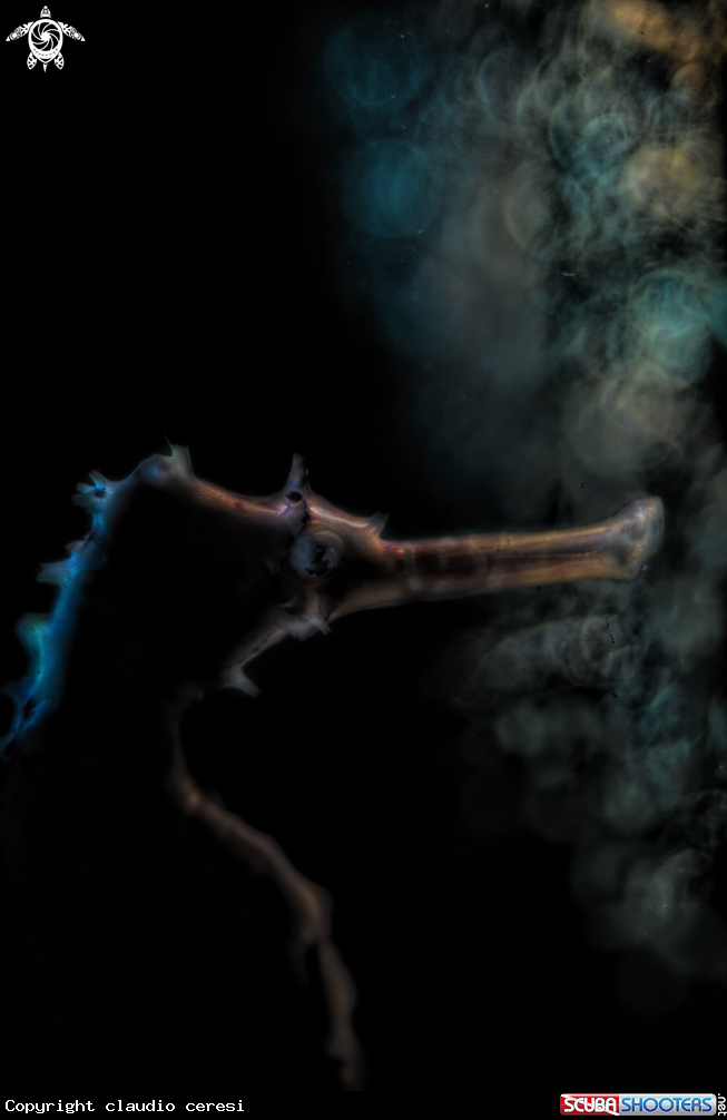 A seahorse