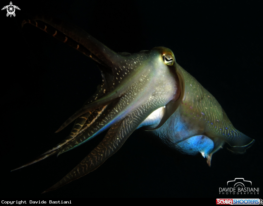 A Giant Cuttlefish
