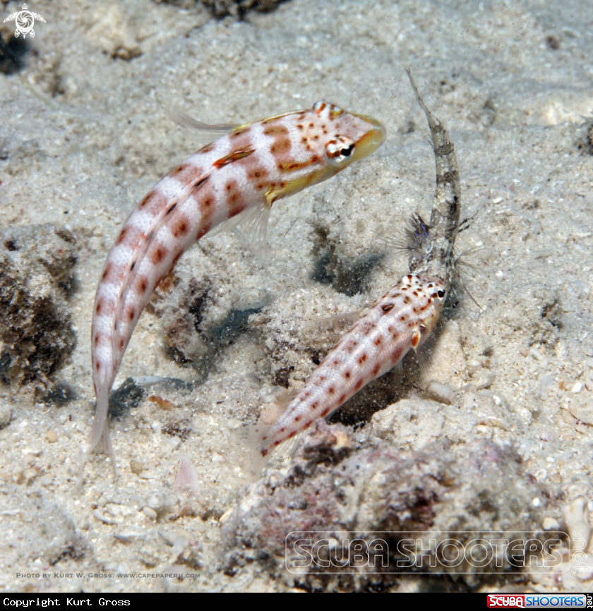 A Grubfish hunting Gobi