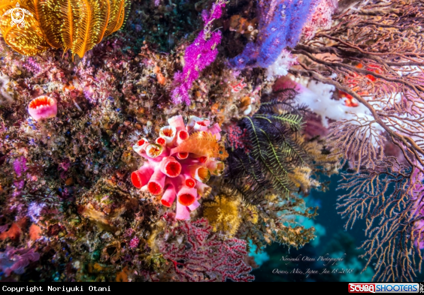 A soft coral 