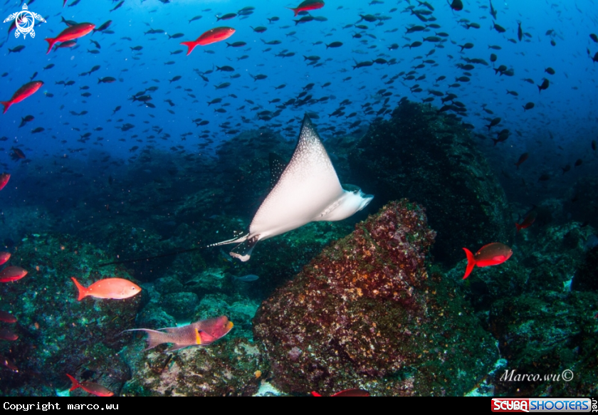 A Eagle ray