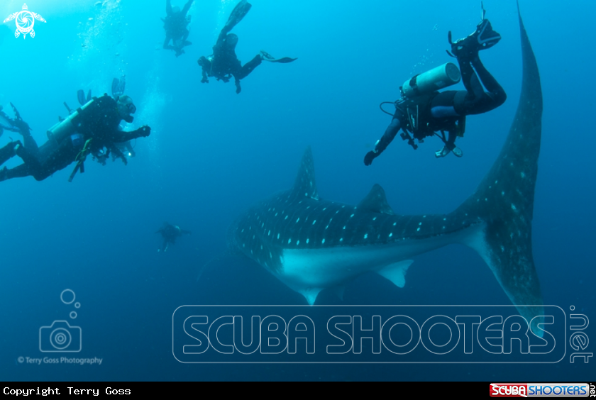 A whaleshark