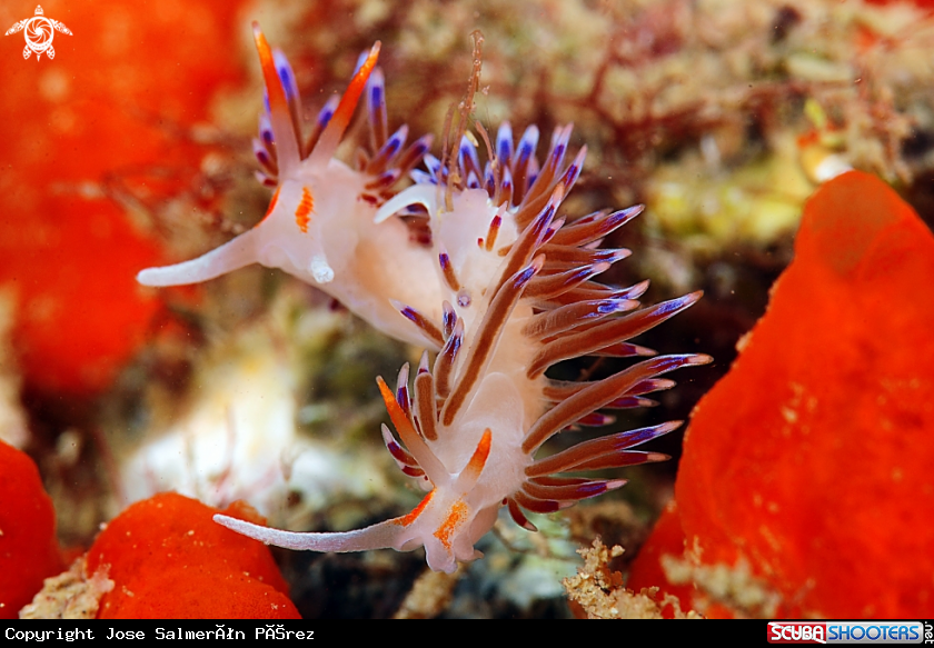 A nudibranch