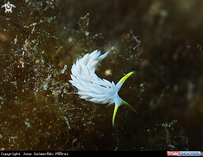 A nudibranch
