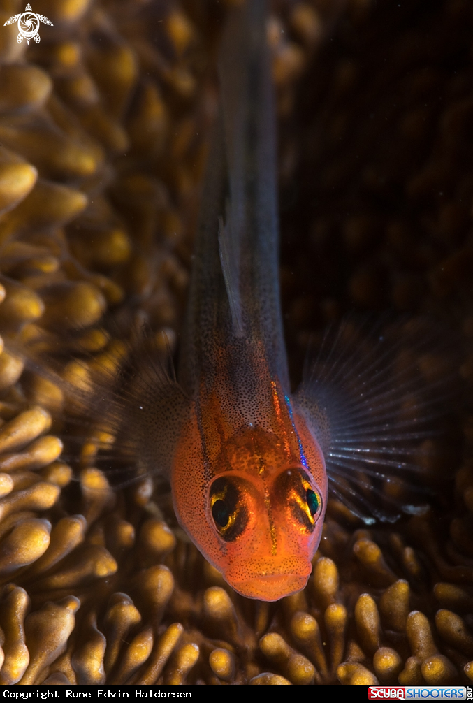 A Redhead goby