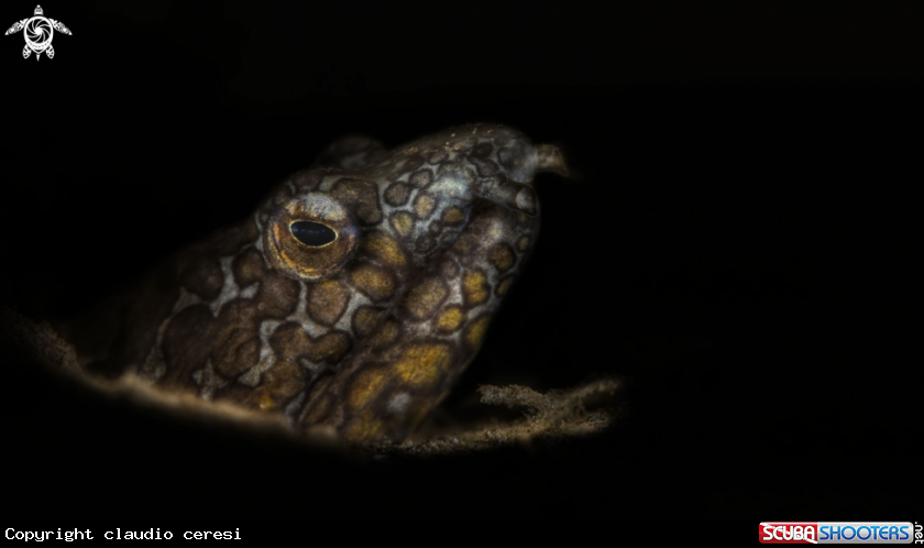 A Ophichthus bonaparti 