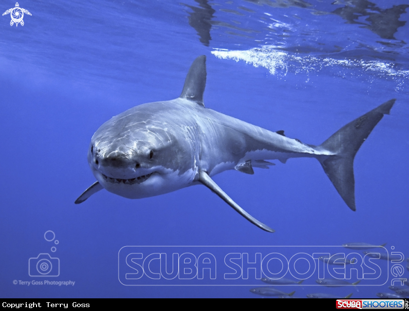A white shark