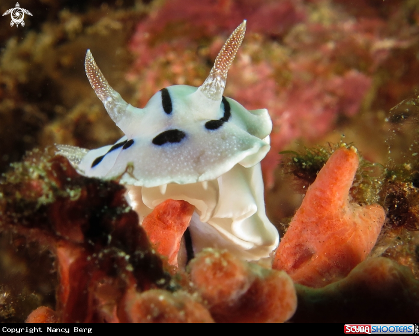 A Nudibranch