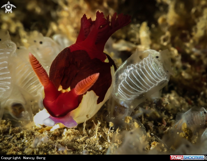 A Nembrotha Nudibranch
