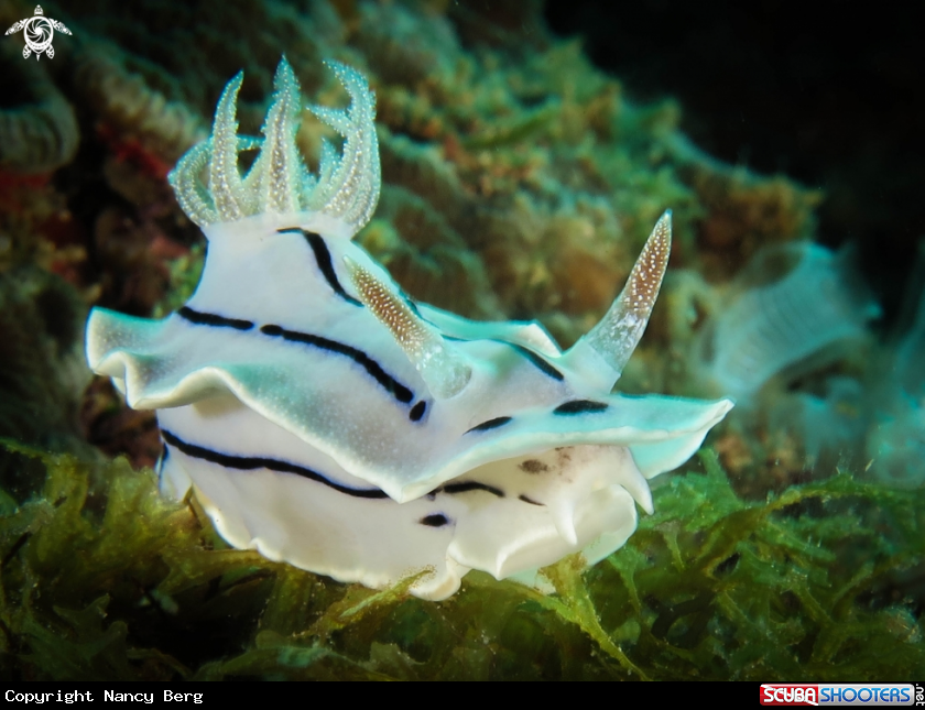 A Nudibranch