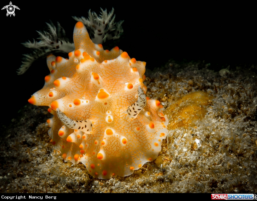 A Nudibranch