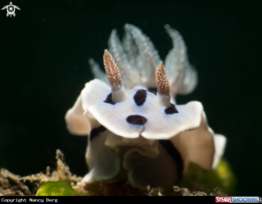 A Nudibranch