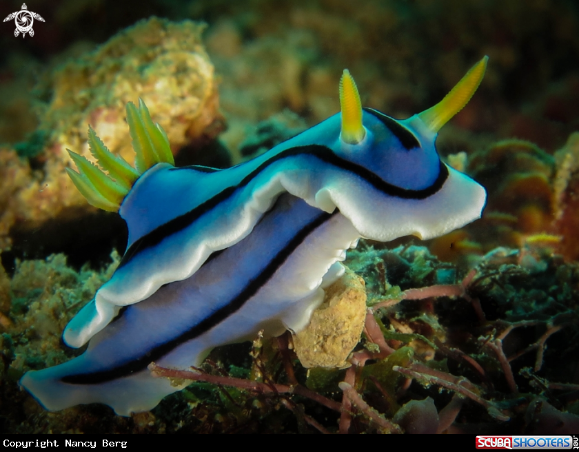 A Nudibranch