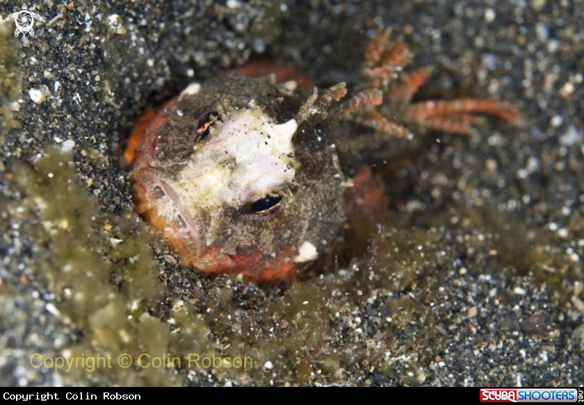 A crab