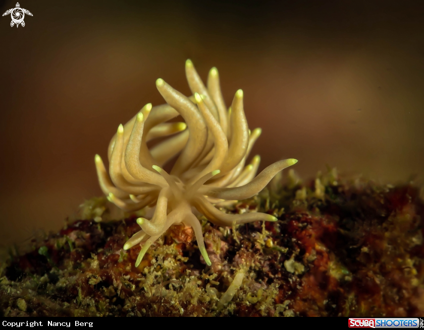 A Nudibranch