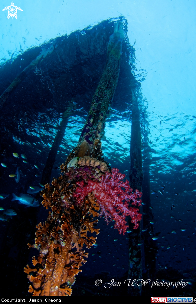A Corals