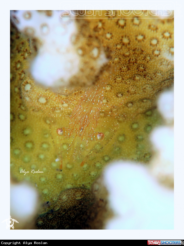 A Crab