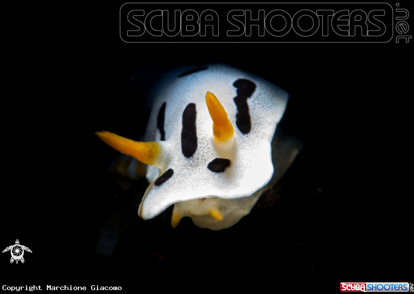 A Nudibranch Cromodori