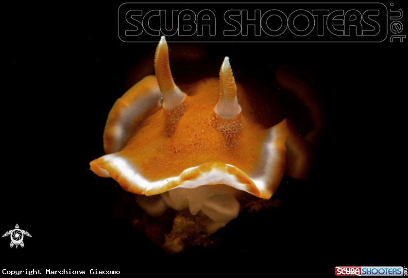 A Nudibranch Cromodoridhae