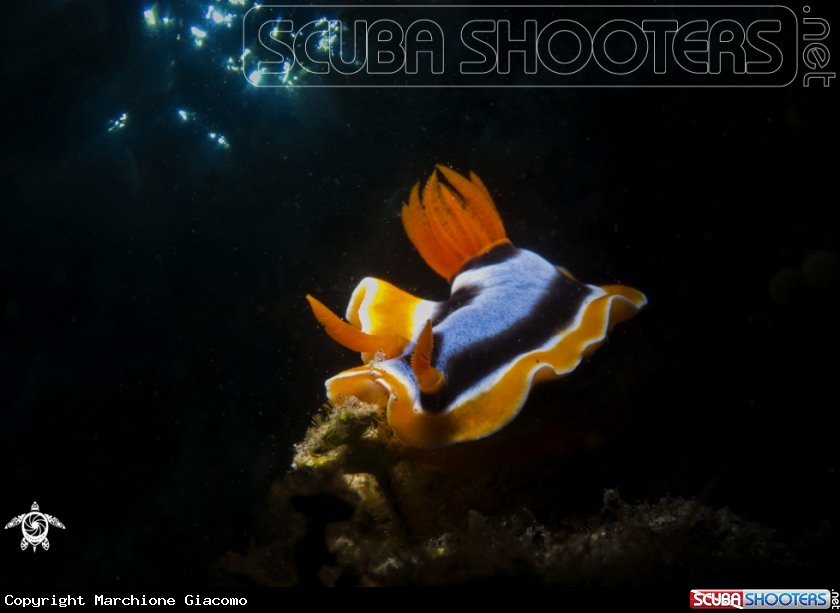 A Cromodoridae nudibranche