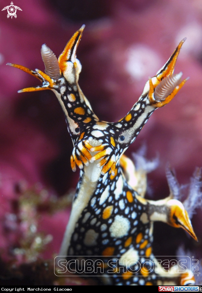 A Bornella