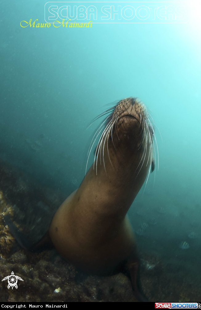 A Sealion