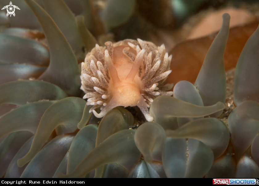 A Nudibranch