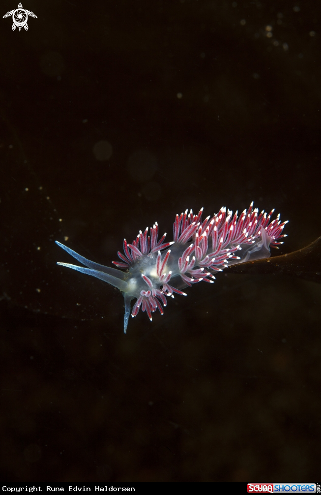 A Flabellina SP