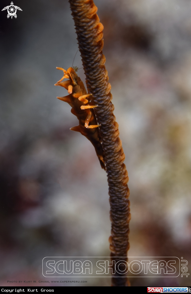 A Dragon shrimp