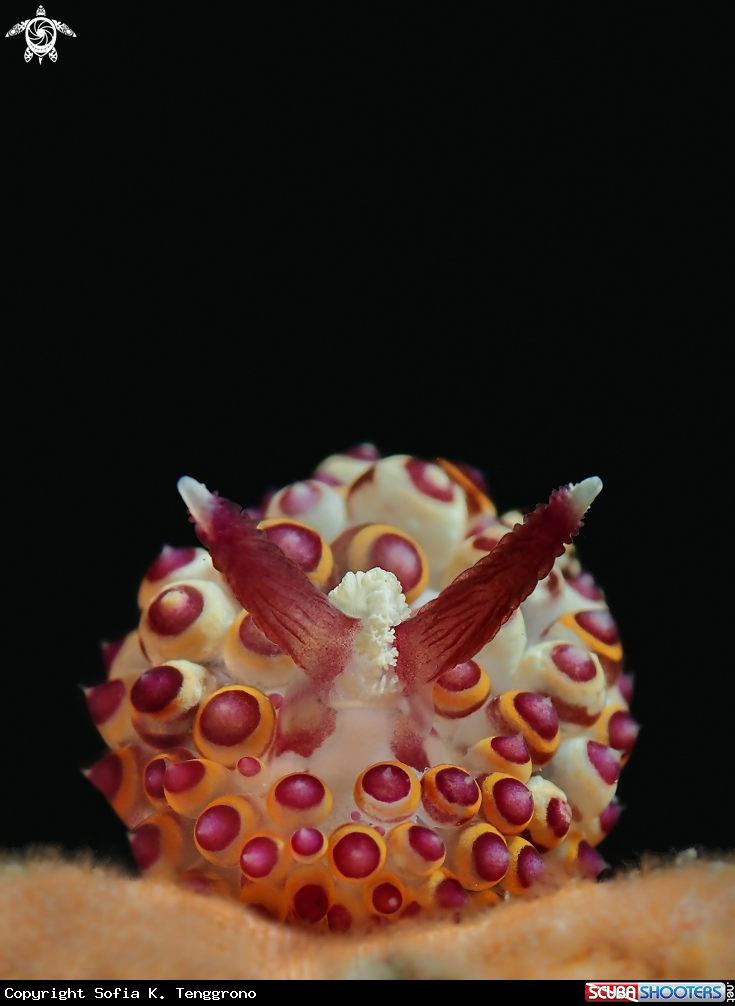 A Nudibranch