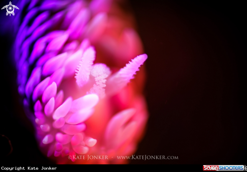 A Silvertip Nudibranch
