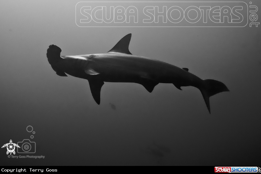A scalloped hammerhead shark