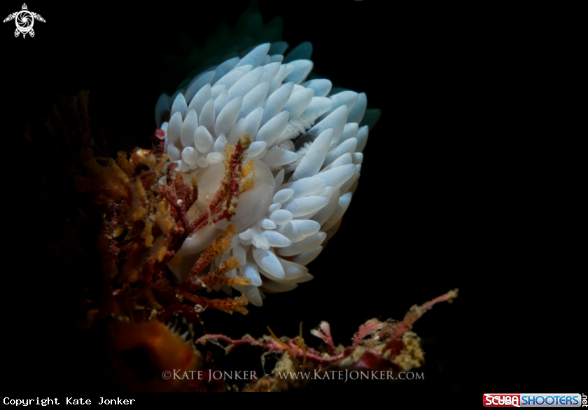 A Silvertip Nudibranch