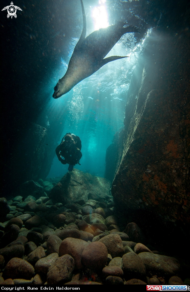 A California Sea Lion
