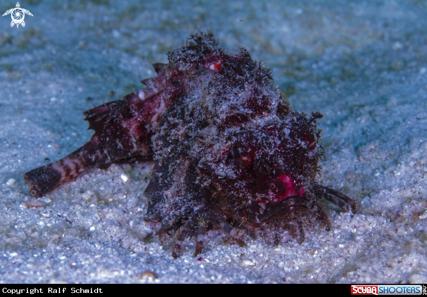 A Walking fish