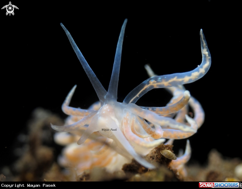 A Phyllodesmium