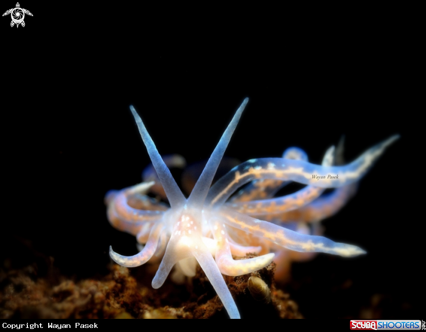 A Phyllodesmium