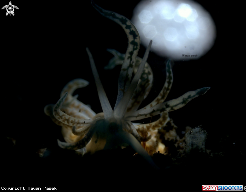 A Phyllodesmium