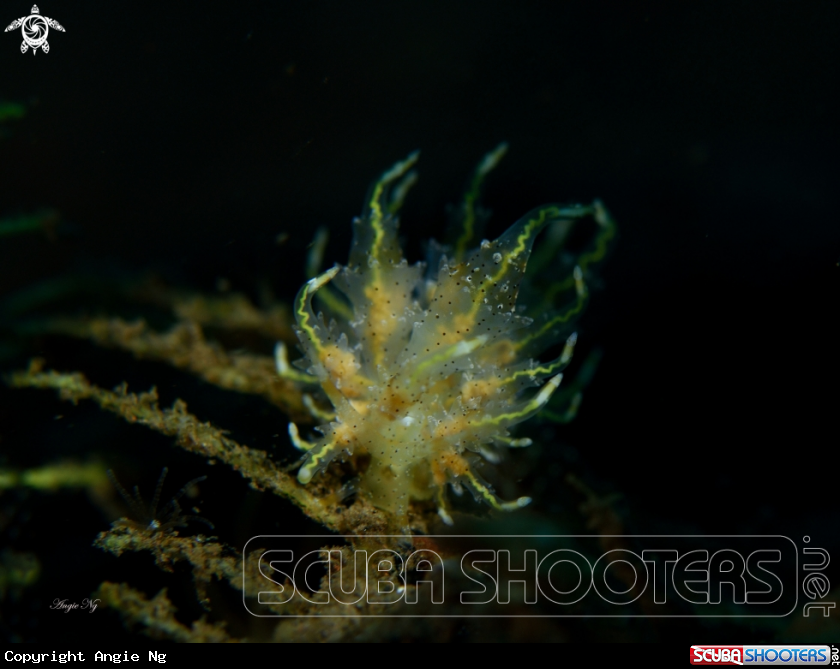 A Nudibranchs